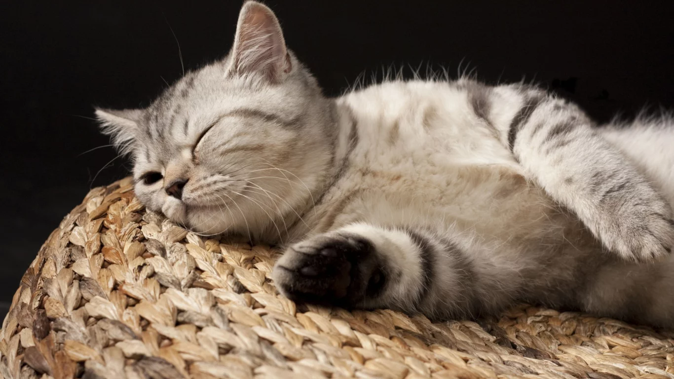 кот, спит