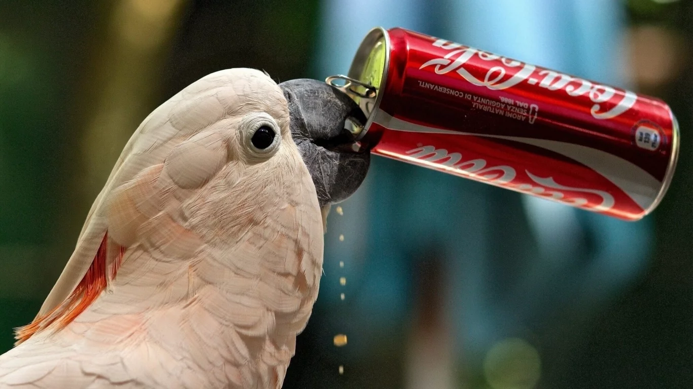 попугай, птица, пьёт coca cola