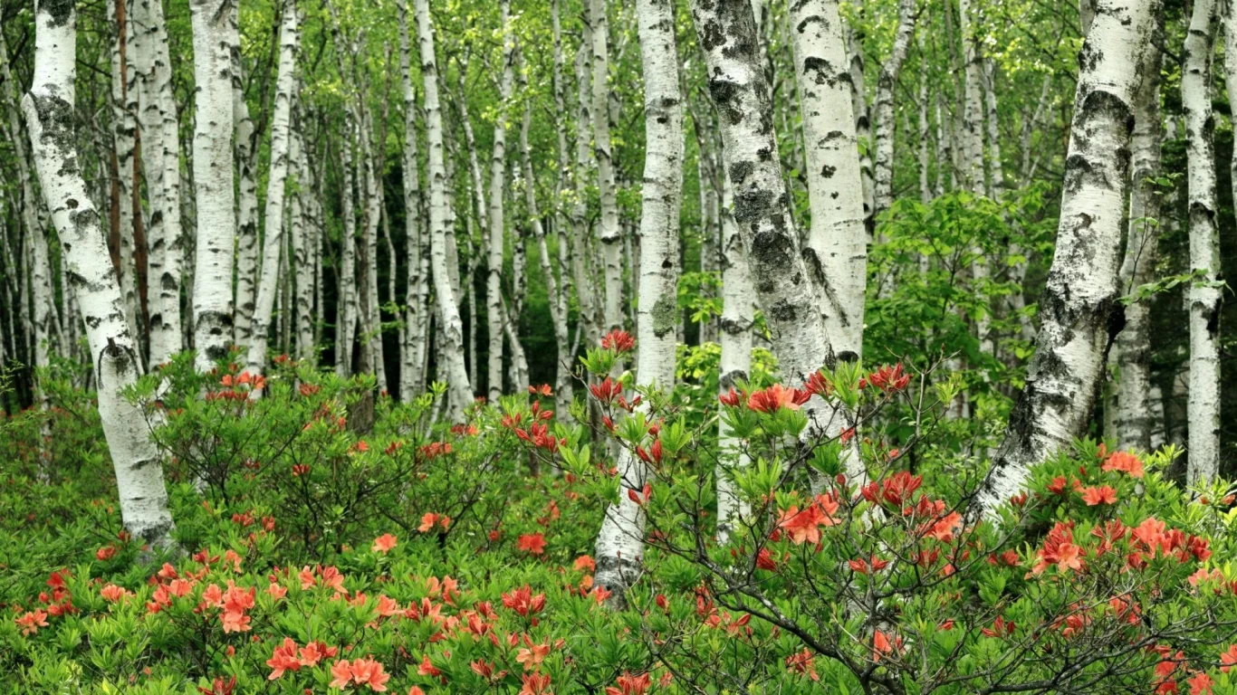 берёзовая роща, цветы