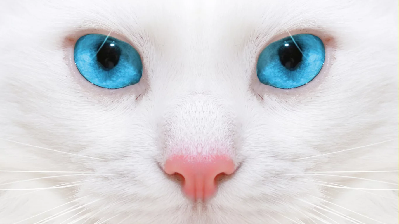 кошка, взгляд