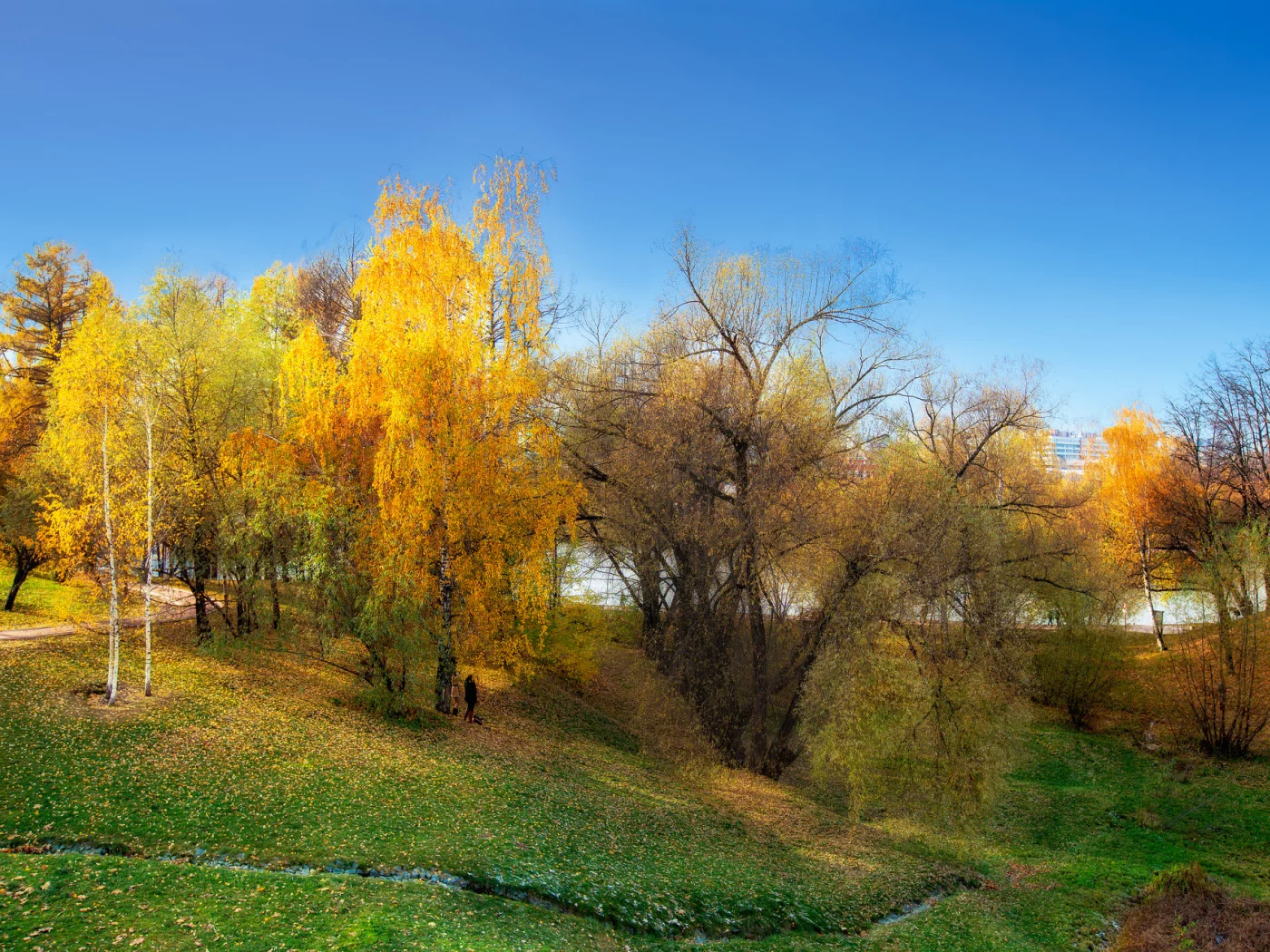 деревья, осень