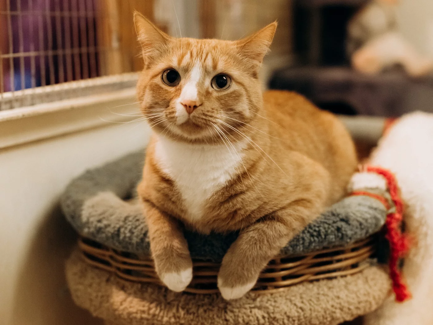 кошка, животные, взгляд, уши