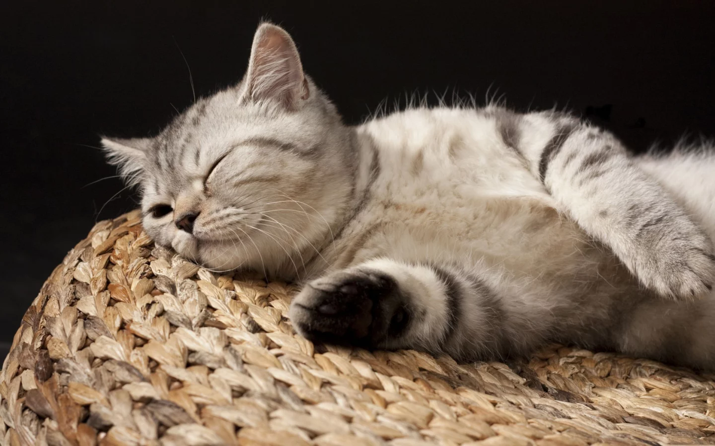 кот, спит