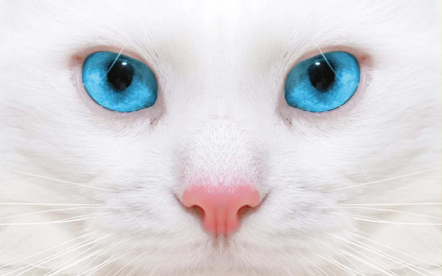 кошка, взгляд