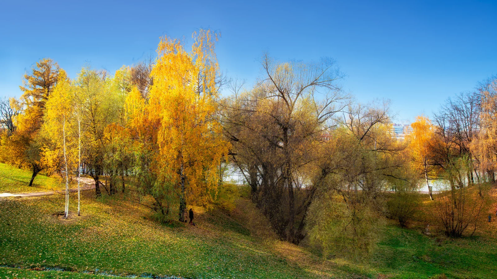 деревья, осень