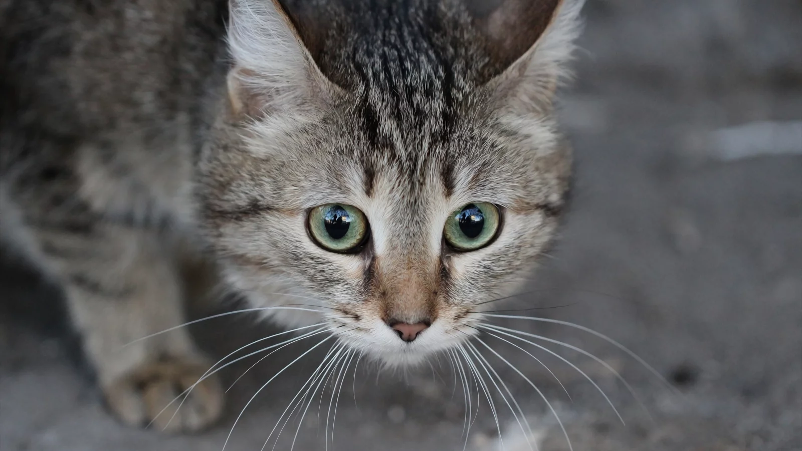 котёнок, взгляд, усы
