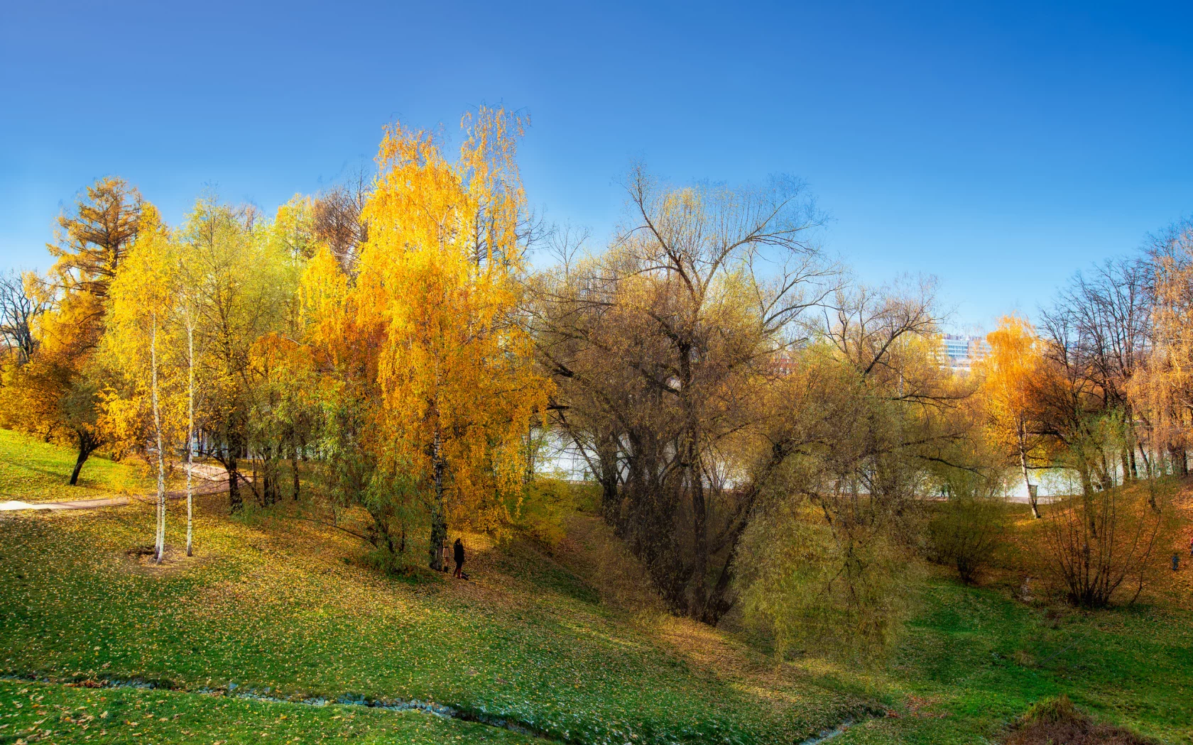 деревья, осень