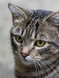 кошка, животные, взгляд, уши