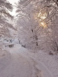 зима, снег, деревья, тропинка