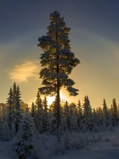 зима, лес, рассвет