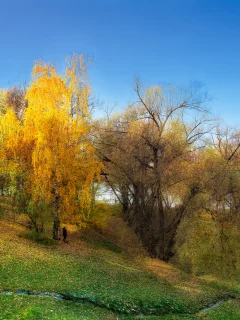 деревья, осень