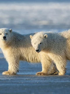 белые медведи, снег