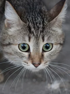 котёнок, взгляд, усы