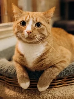 кошка, животные, взгляд, уши