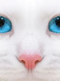 кошка, взгляд