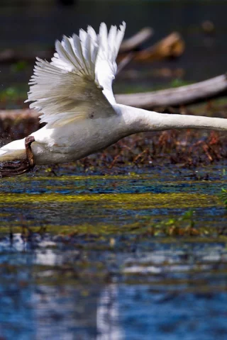 лебедь, вода