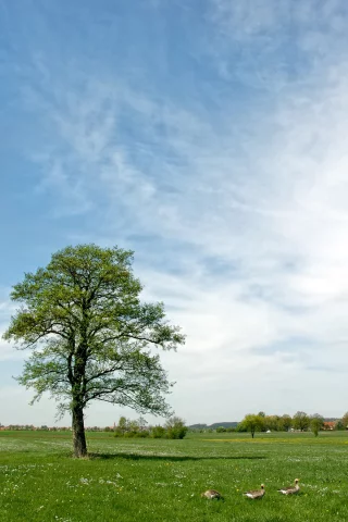 поле, трава зелёная, дерево