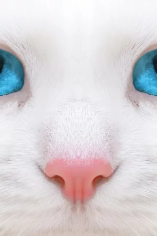 кошка, взгляд