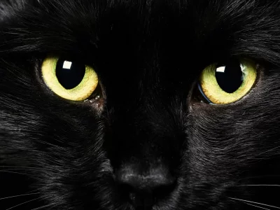кошка, животные, взгляд