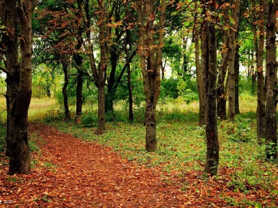 парк, деревья, осень, листопад