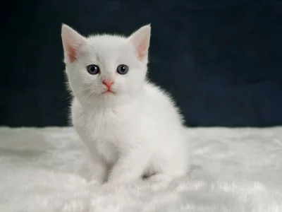котёнок, взгляд, усы