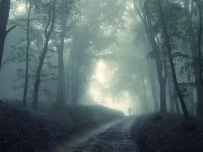лес, деревья, дорога, туман