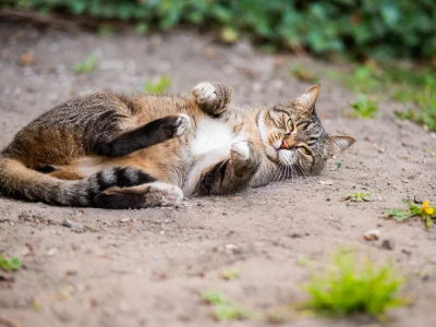 кот, взгляд, усы, лежит, лето