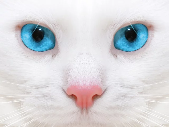 кошка, взгляд