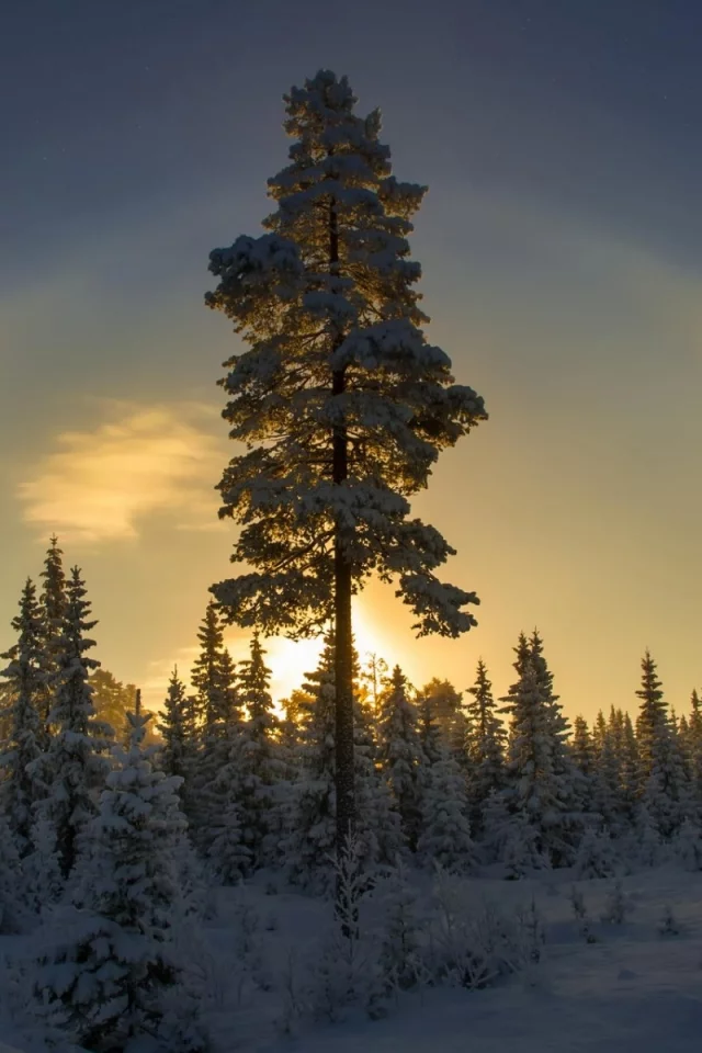 зима, лес, рассвет