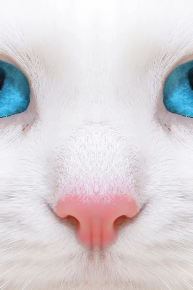 кошка, взгляд