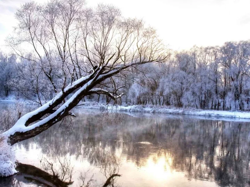 река, дерево, зима