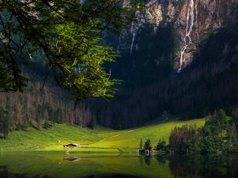 лес, деревья, гора