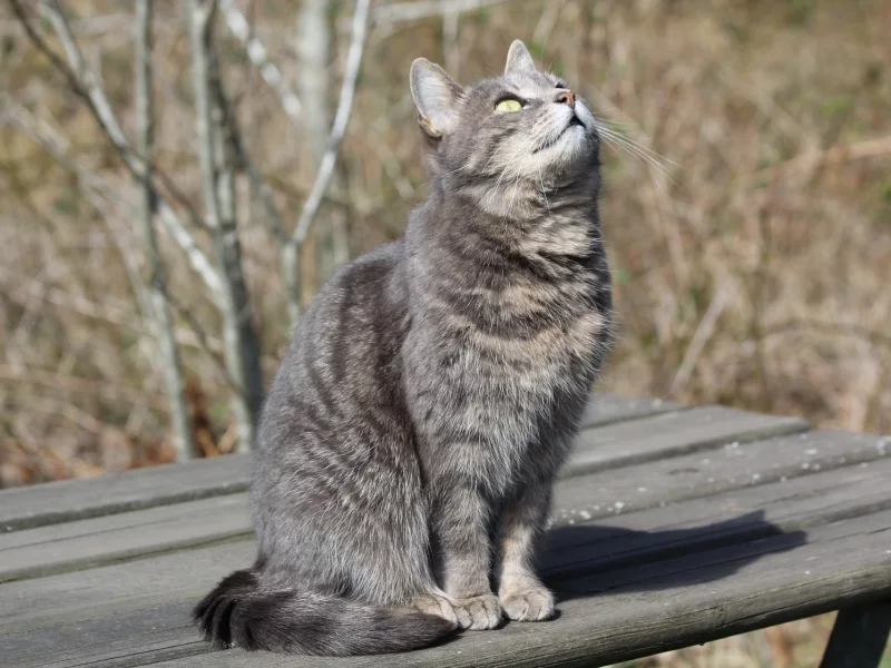 кот, взгляд, усы