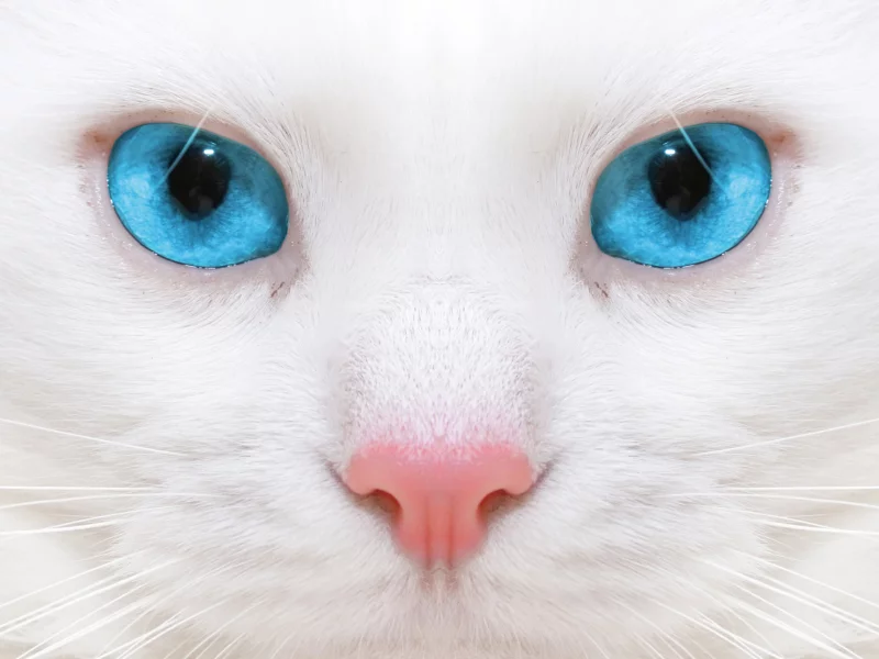 кошка, взгляд
