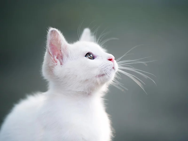котёнок, взгляд, усы