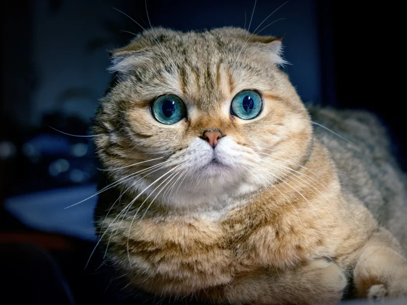 кот, взгляд, животное