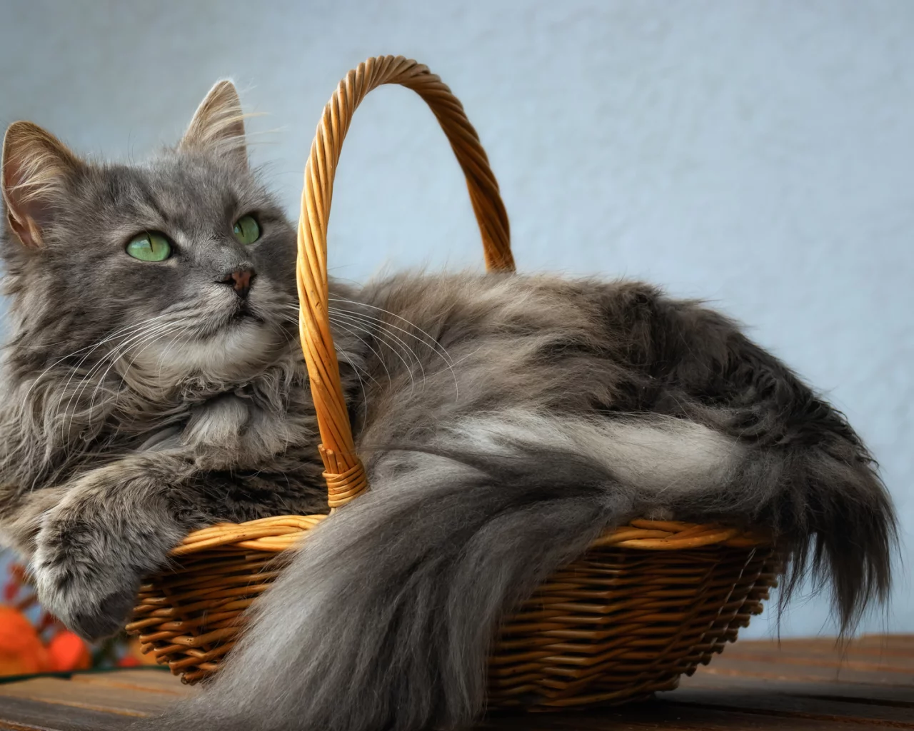 кот, взгляд, лежит в корзине