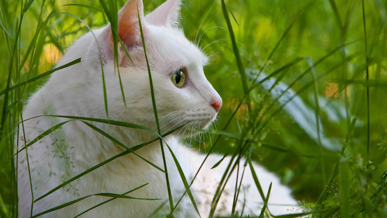 кошка, животные, взгляд, трава