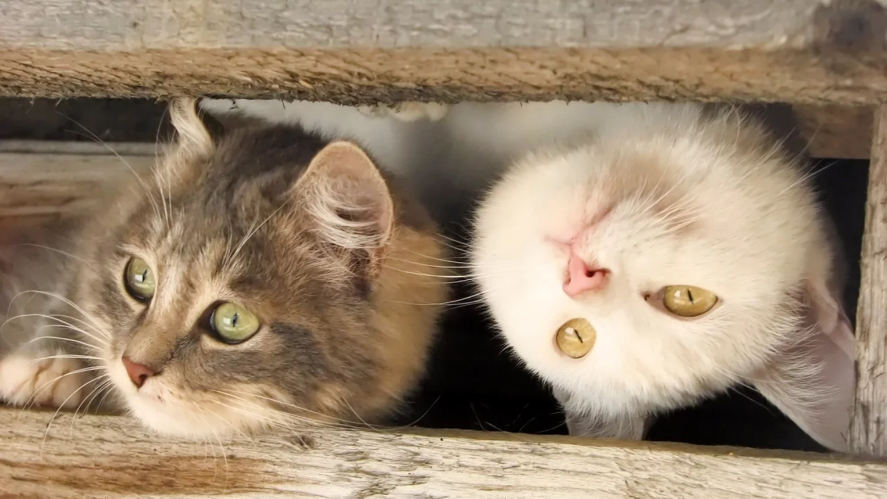 коты, животные, взгляд