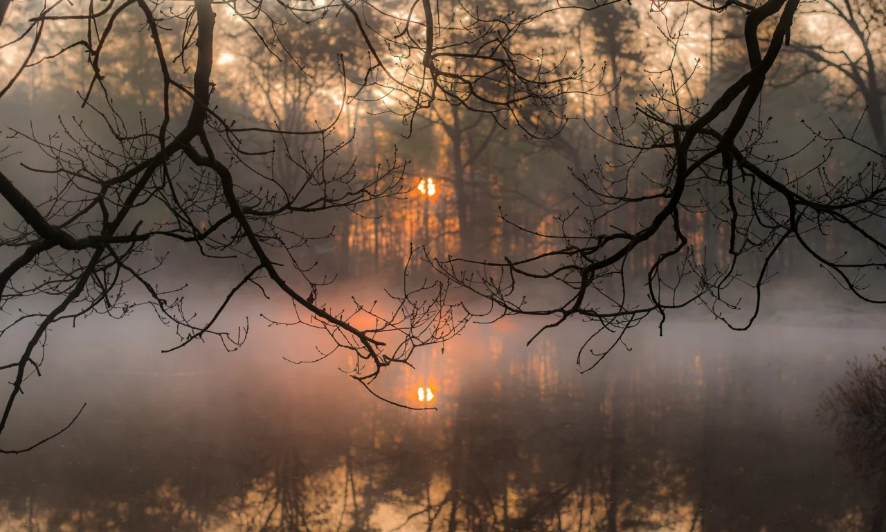 осень, природа, туман