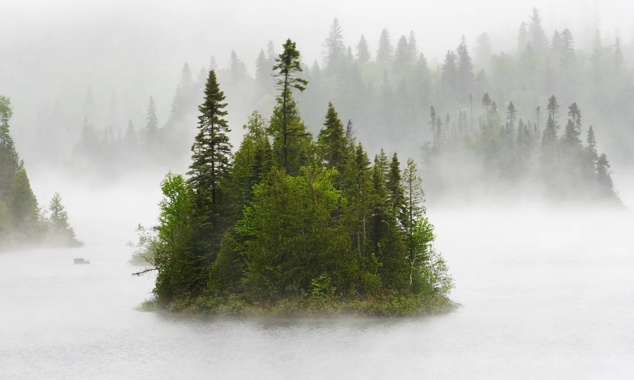 лес, деревья, туман