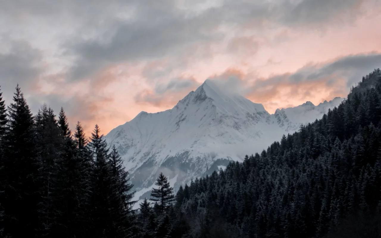 лес, деревья, гора