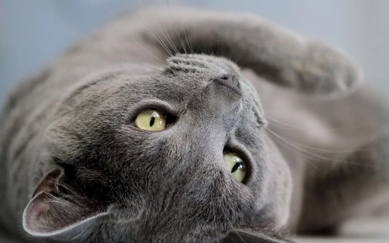 кот, лежит