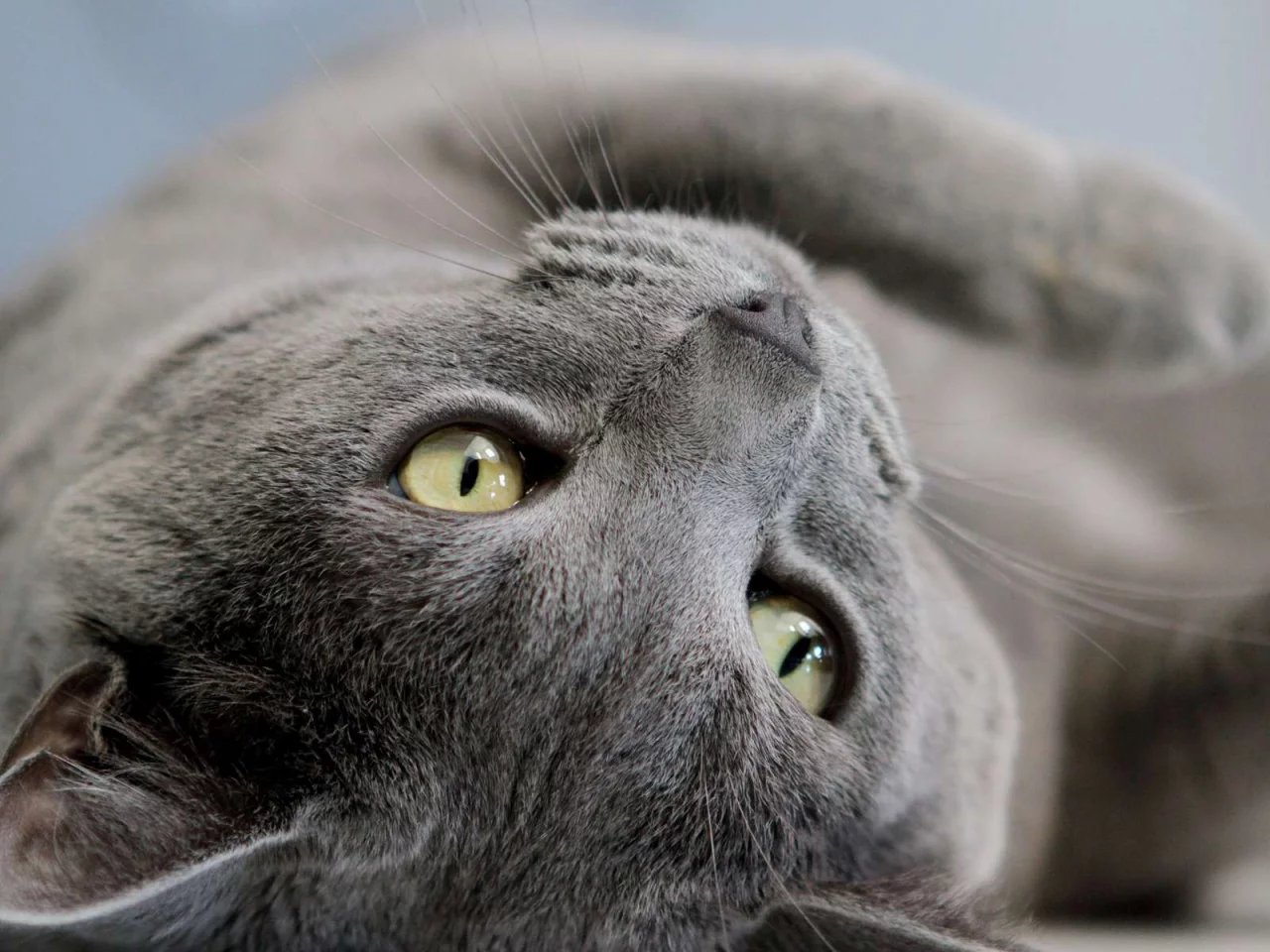кот, лежит