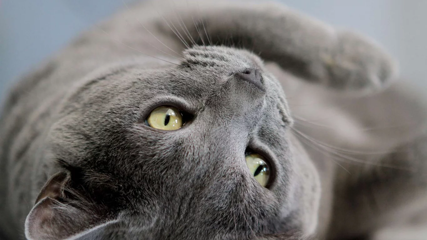 кот, лежит
