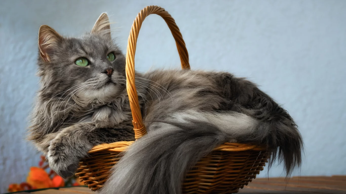 кот, взгляд, лежит в корзине