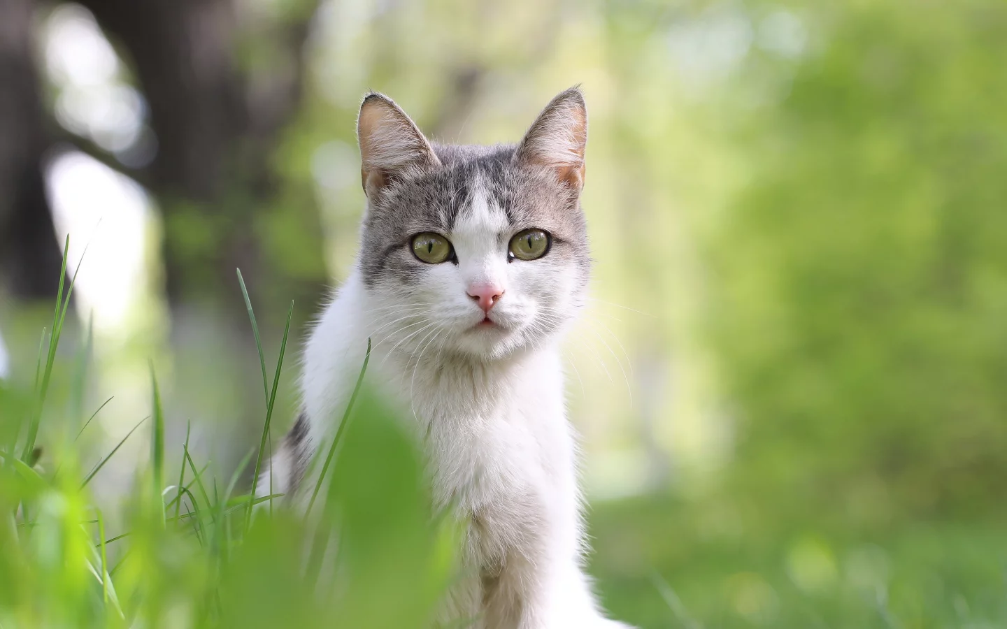 кошка, животные, взгляд, уши