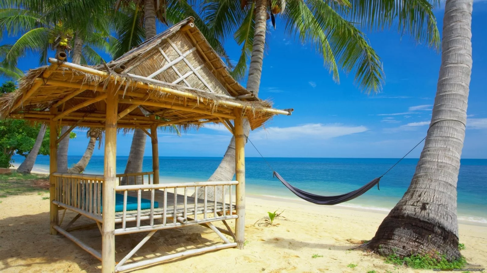 view, palm trees