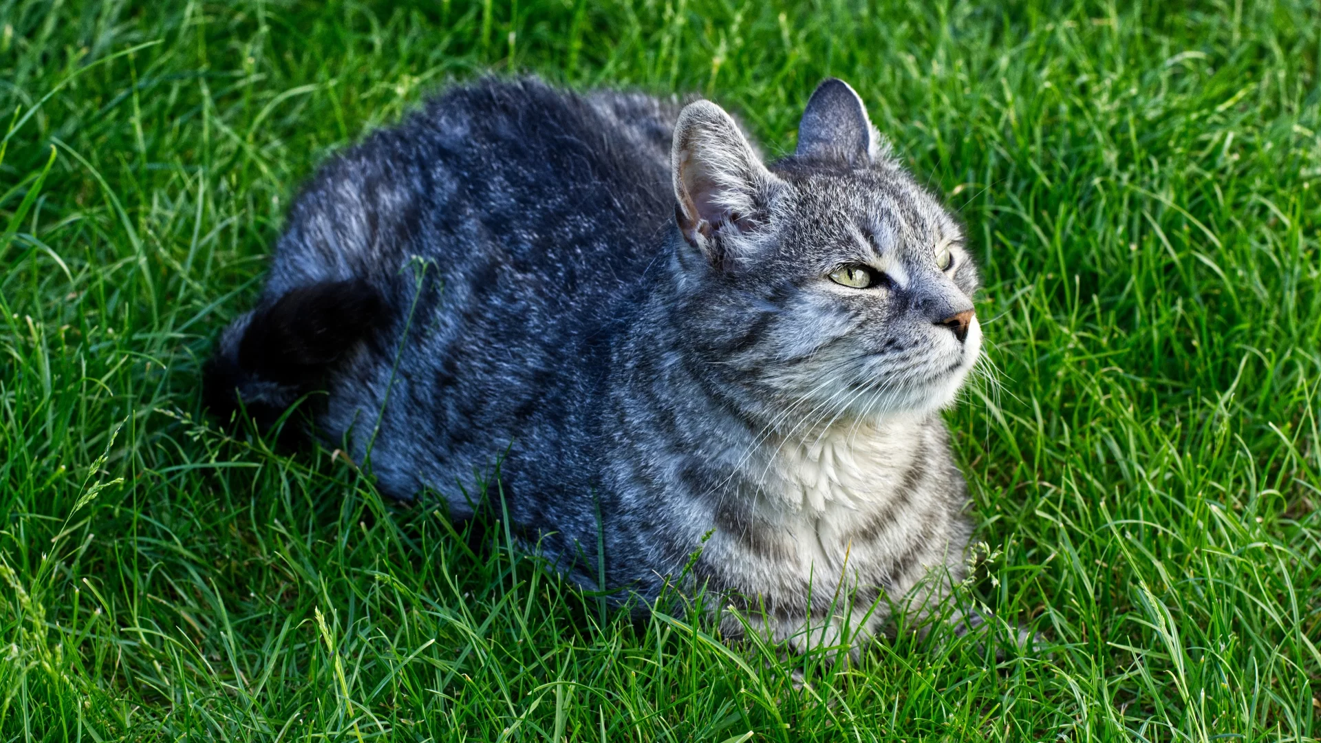 кот, взгляд, усы