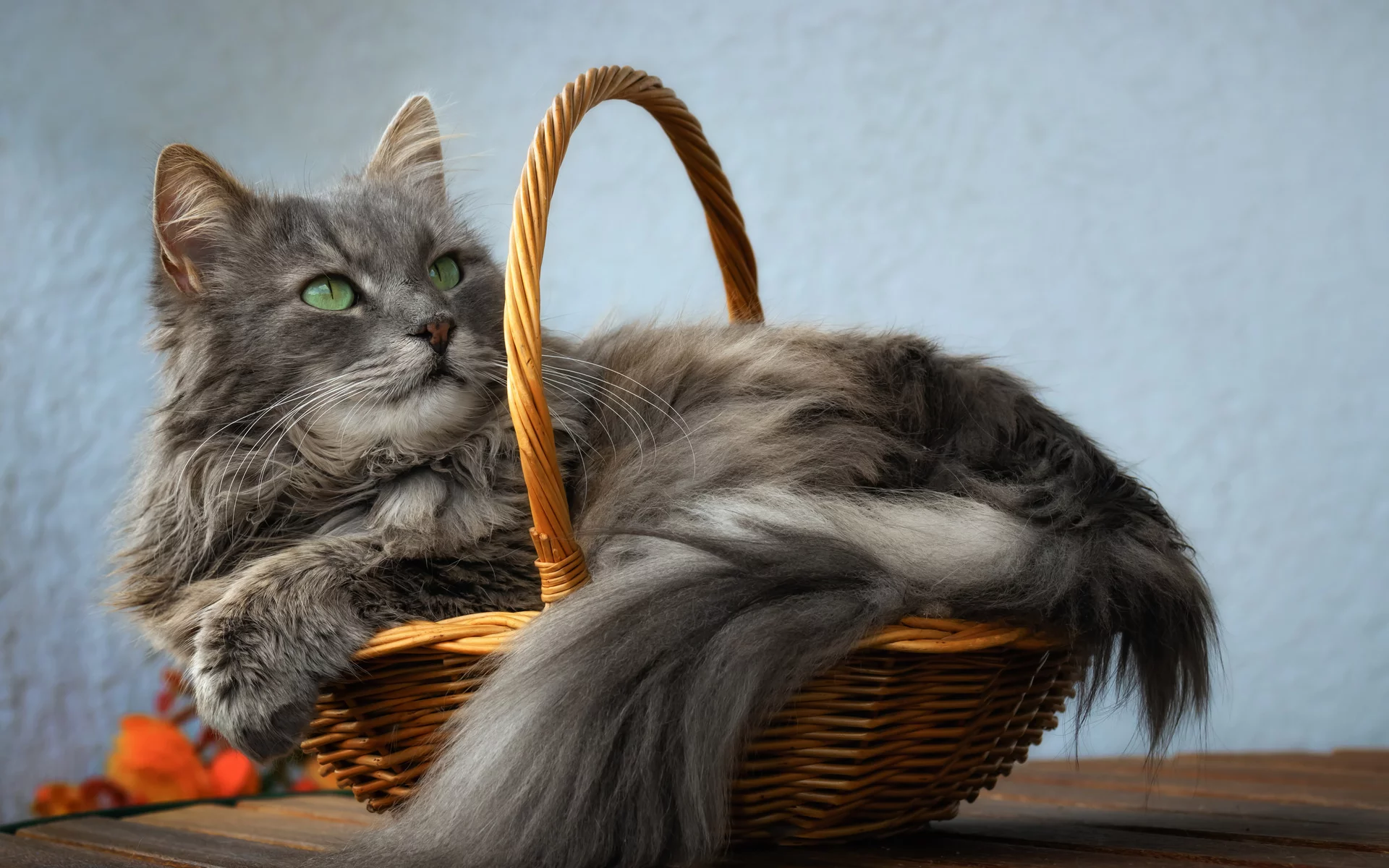 кот, взгляд, лежит в корзине